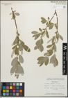 Foto von Salix glauca L.